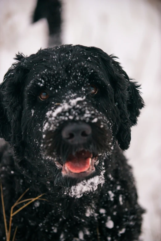 a dog has snow all over his face