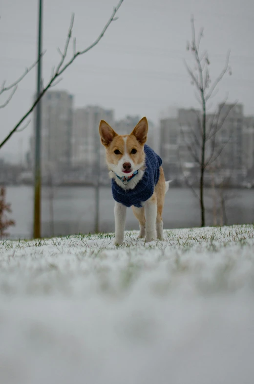 a small dog is dressed in a sweater