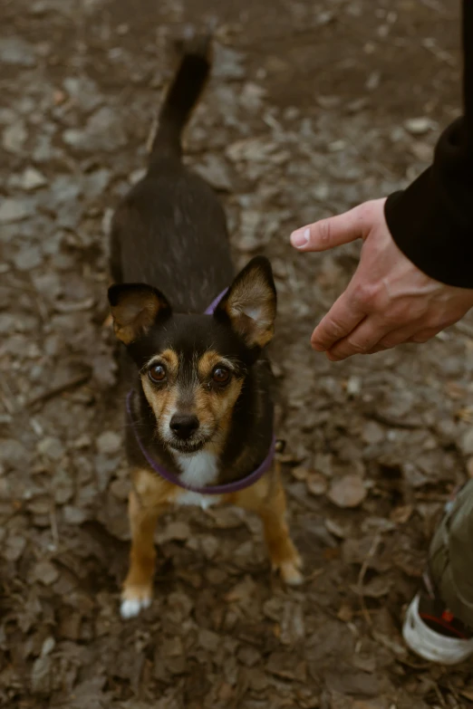 a hand touching a small dog's face on leaves