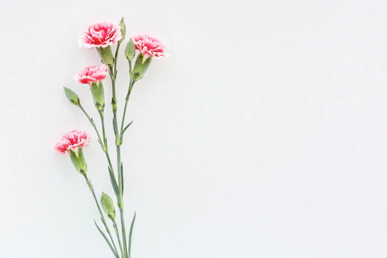 pink flowers are in a vase against a white background