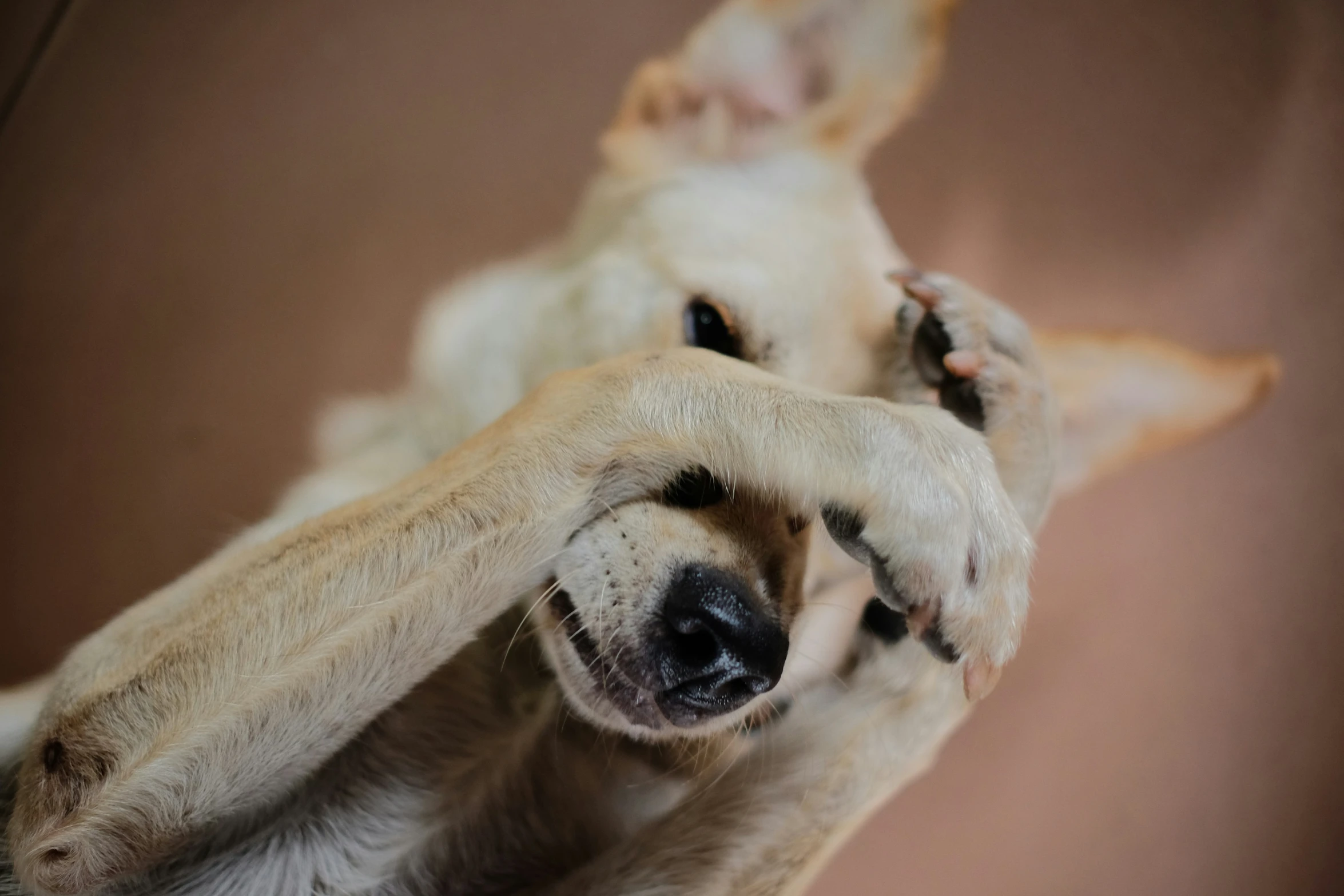 the dog is reaching for soing in front of him