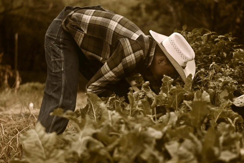 a person picking some lettuce in the ground