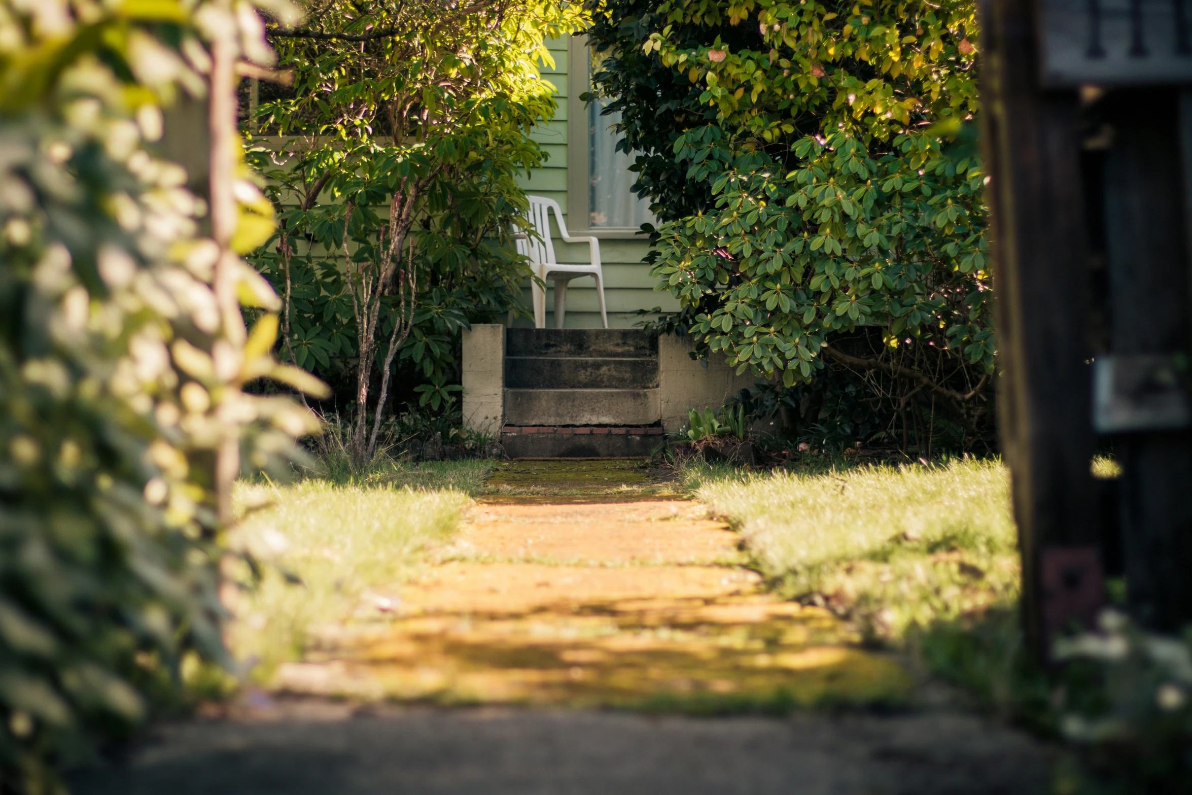 a small pathway that goes between some plants and the house