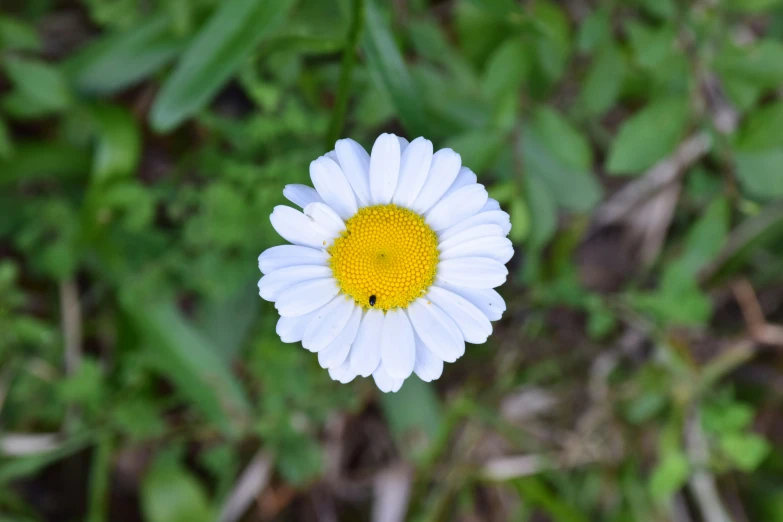 there is a white and yellow flower in the grass