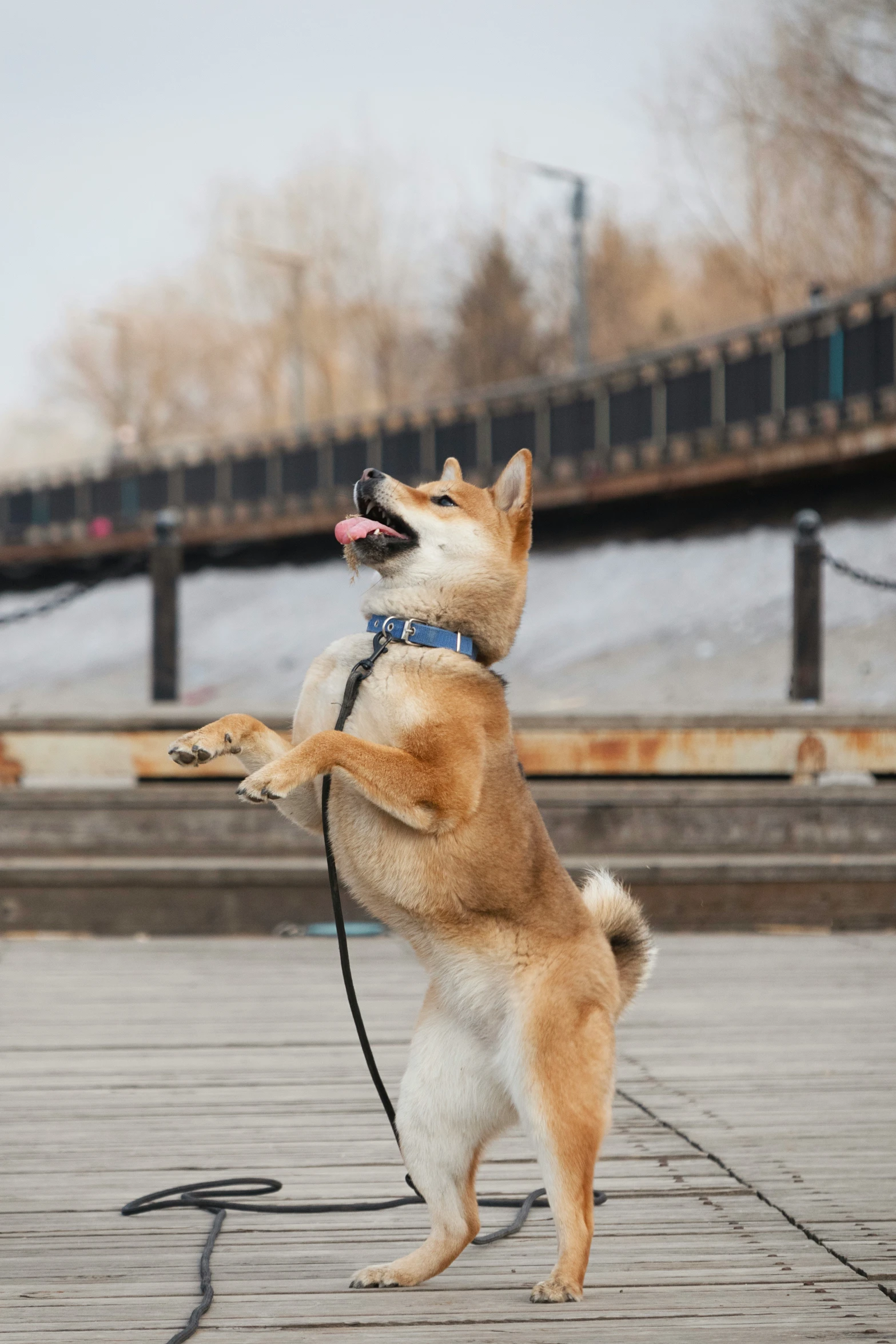 a dog that is looking up while standing on it's hind legs