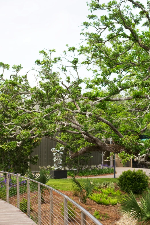 a bench with a large tree on the other side