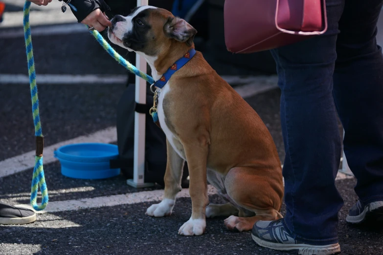 a dog on a leash that is in front of someone