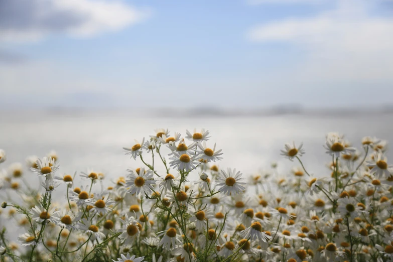 the flowers in front of the water are blooming