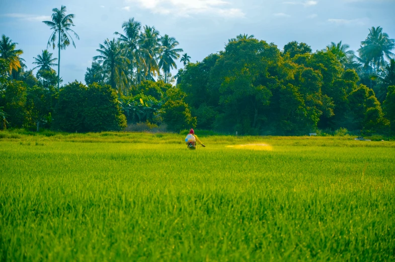 an image of a man that is walking around in the grass