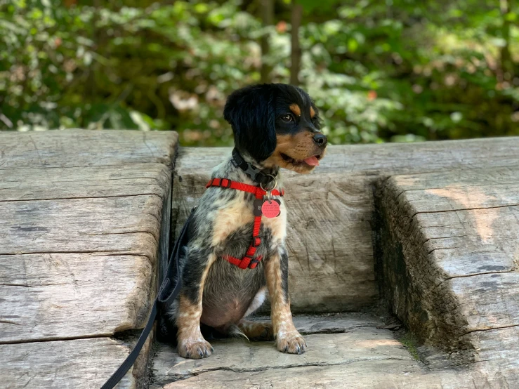 a black and brown dog sitting on wooden logs