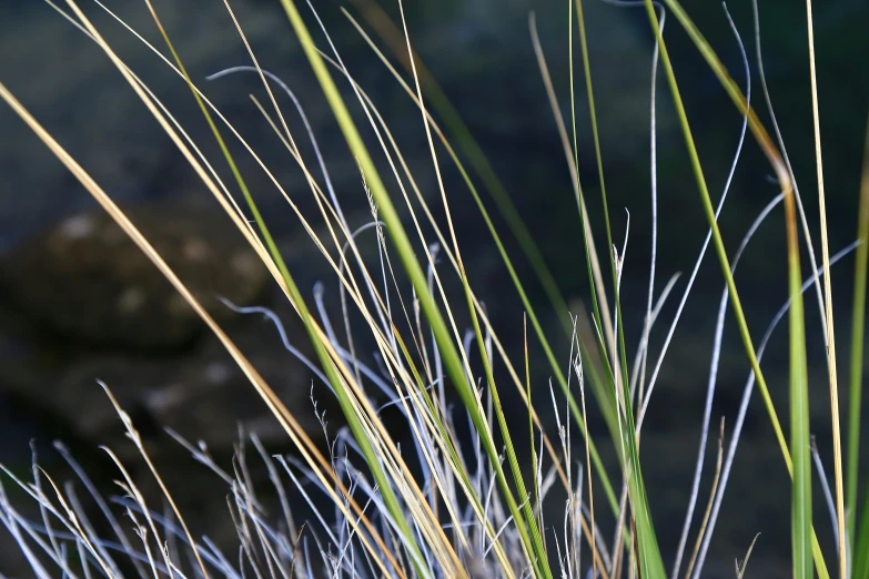 the grass and stones are reflected in water