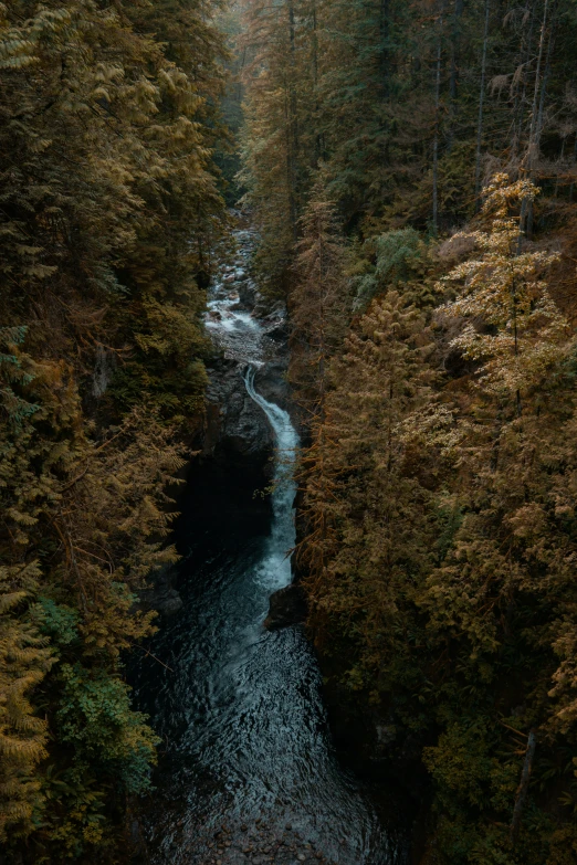 a river and some trees near each other