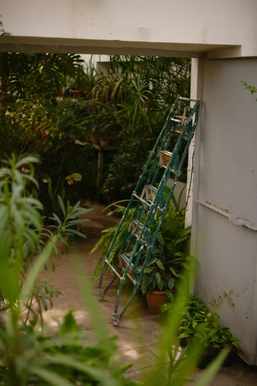 an overhead ladder between two plants next to a building