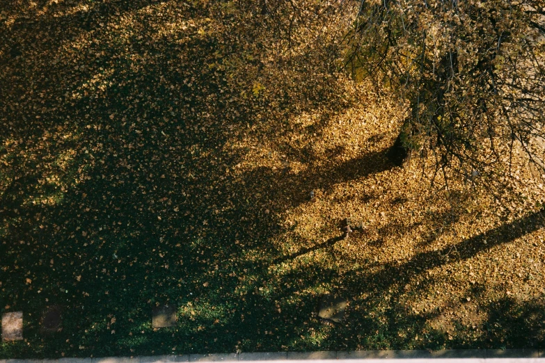 shadow in the grass of a horse and trees