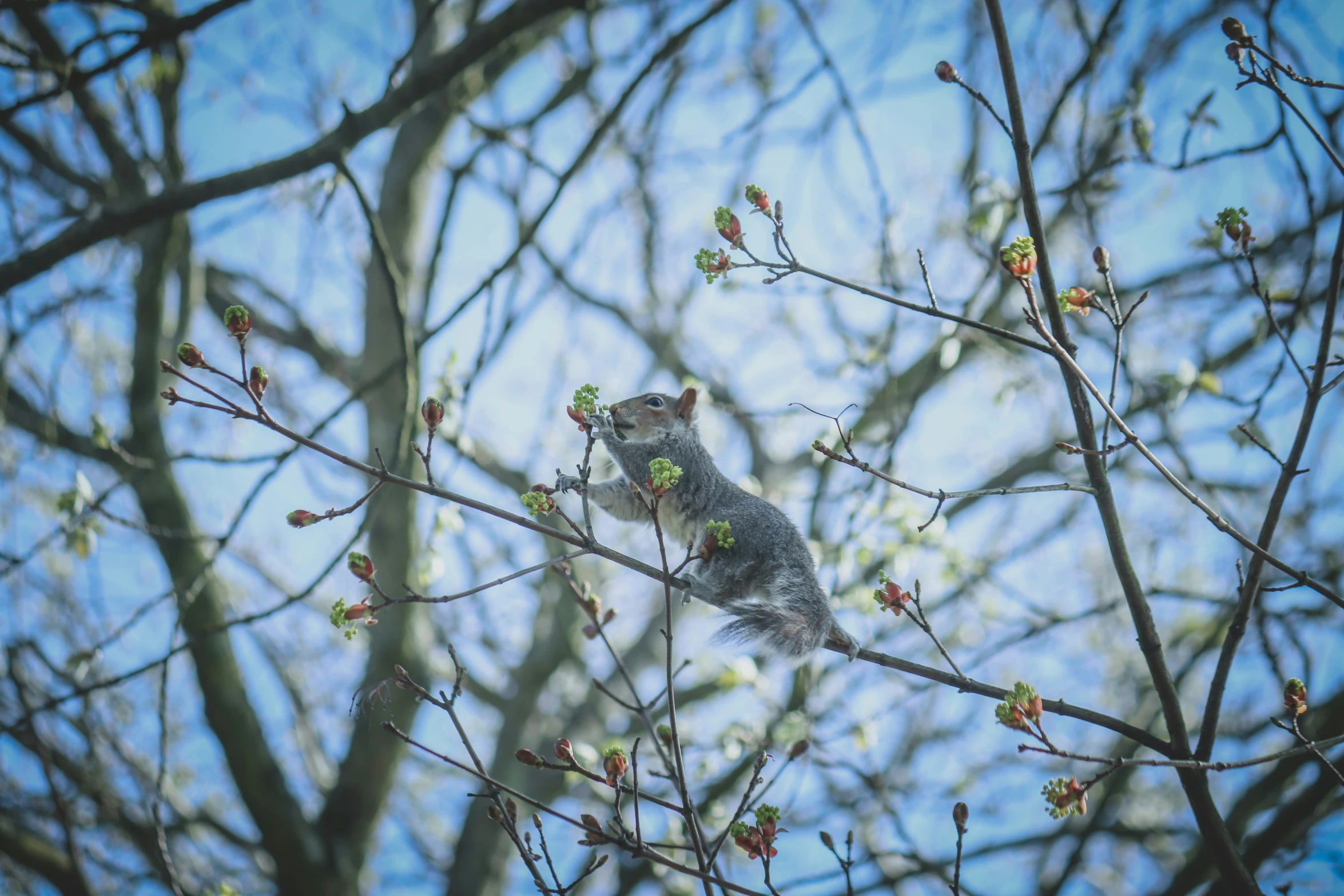 small gray animal sitting in tree with flowers on nch