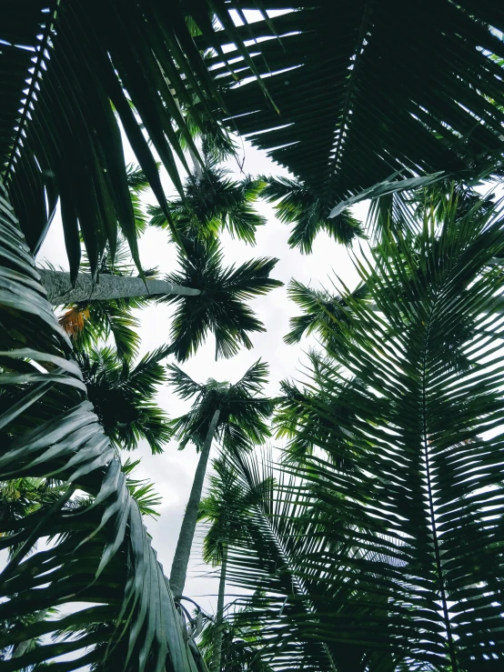 palm trees and sky against a cloudy background