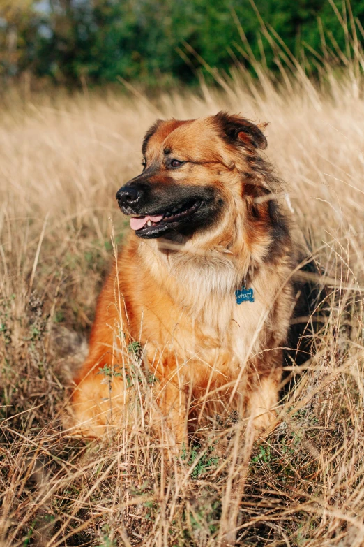 a brown dog sitting on top of a grass field