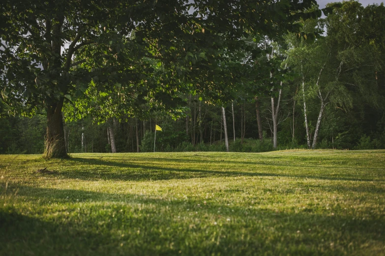 a man on a lawn with trees behind him