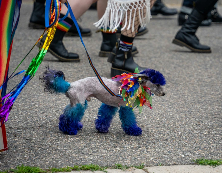 an animal with multicolored hair on it standing next to people