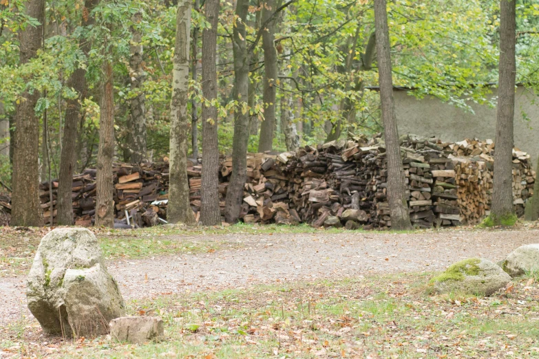 logs piled up in a forested clearing on the side of a road