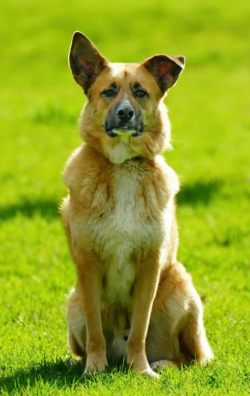 a dog sitting in the grass and staring at the camera