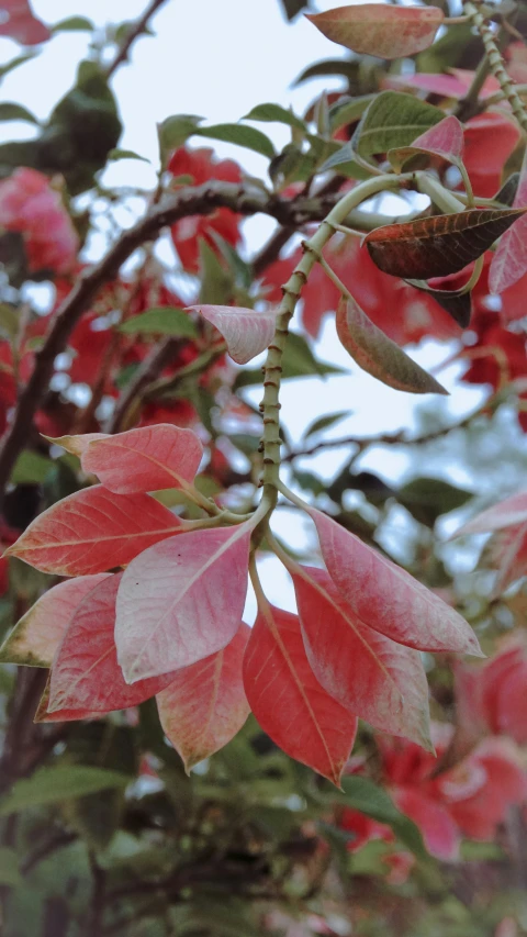 a tree filled with red leaves and green leaves