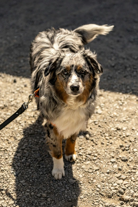 an adorable dog walks around on a leash