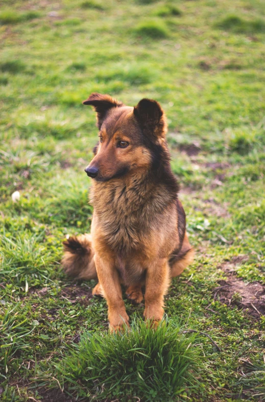 a little brown dog sitting on top of a grass covered field