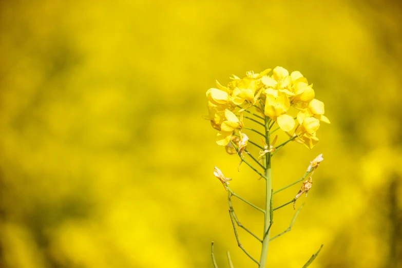 a yellow flower with some very small flowers on it