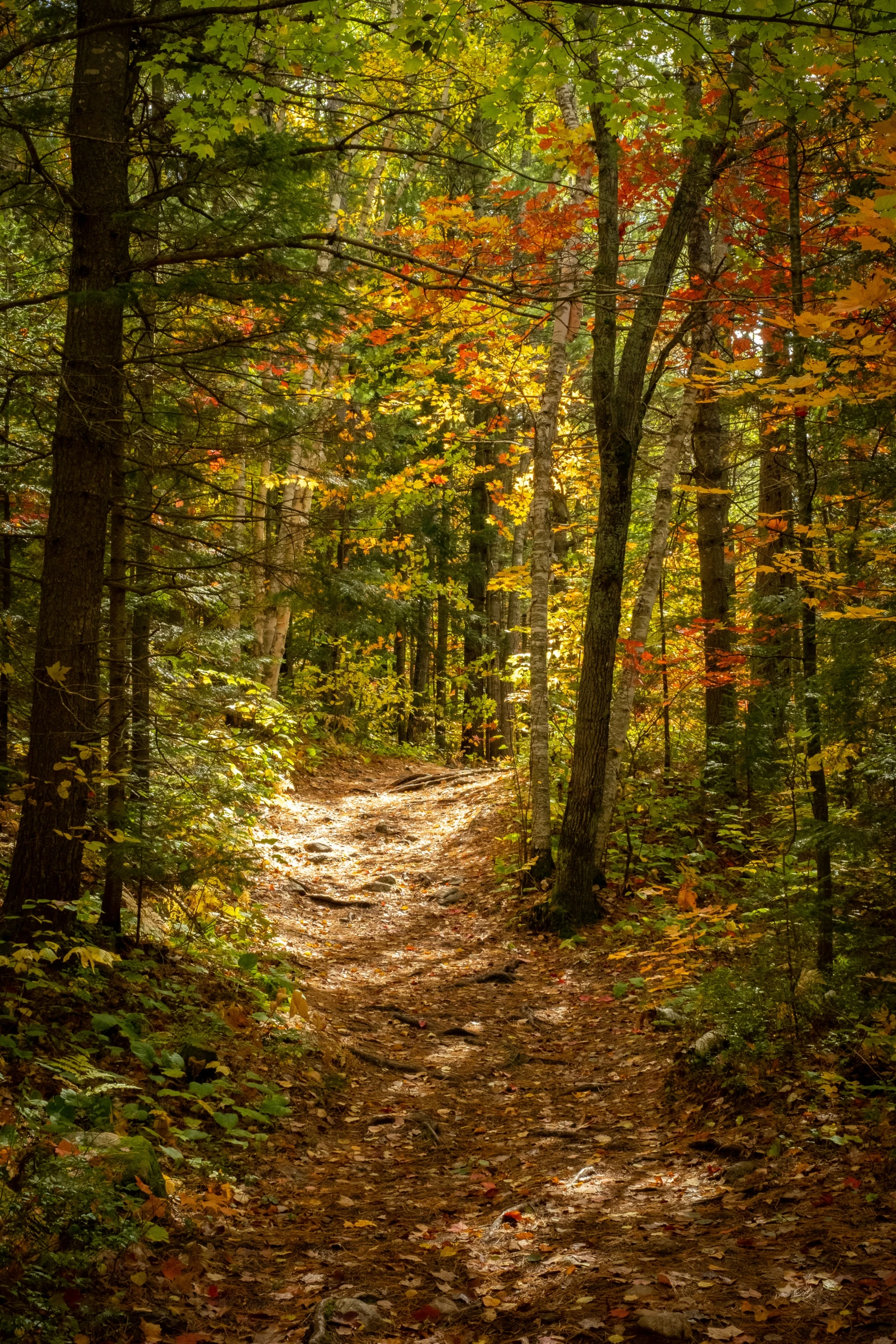 the path through the woods leading to a picnic table