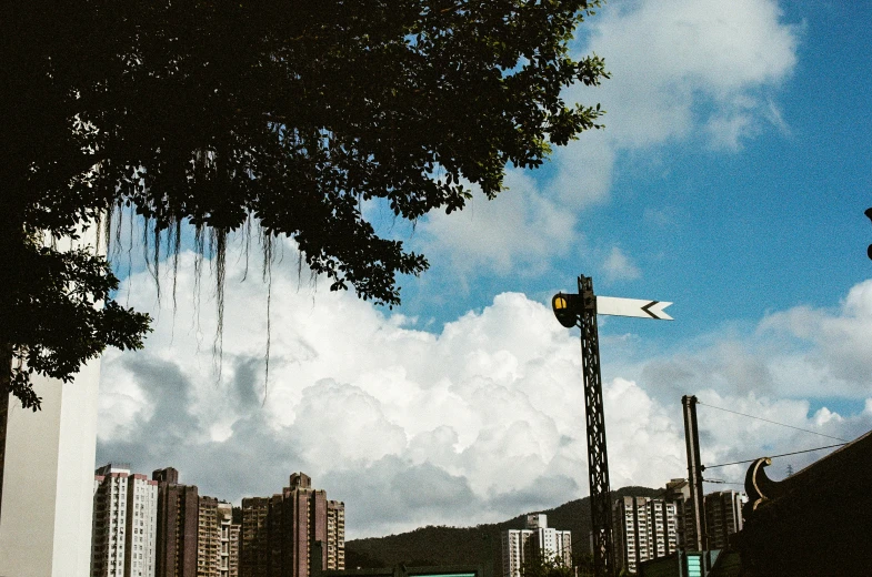 a tree leans toward the backdrop of city buildings