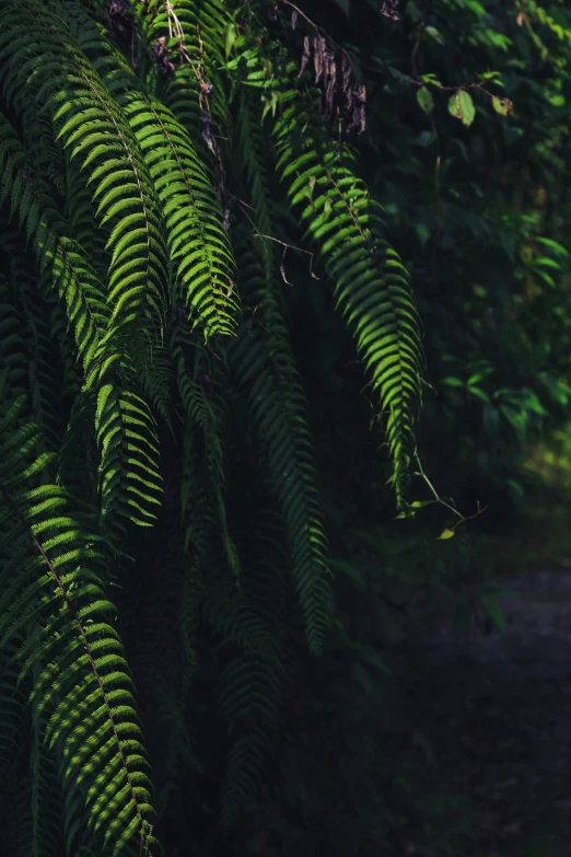 a leafy fern tree in the sunlight