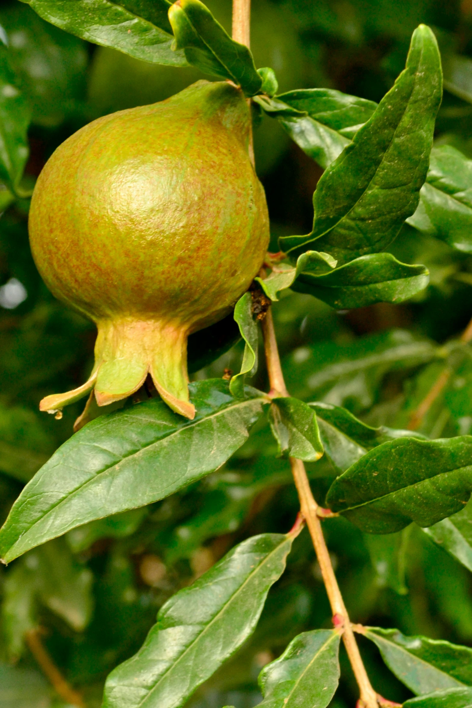 a close up view of a green leafed fruit