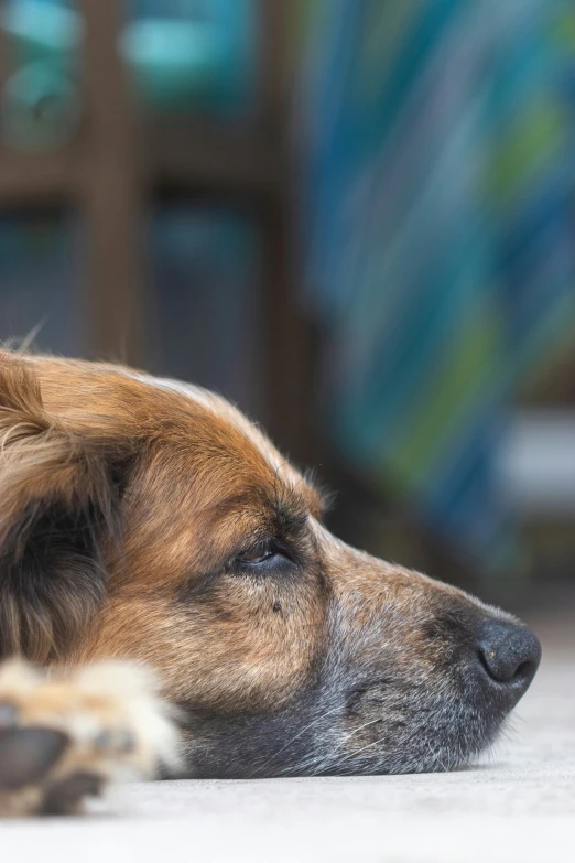 a brown dog sleeping with his eyes closed