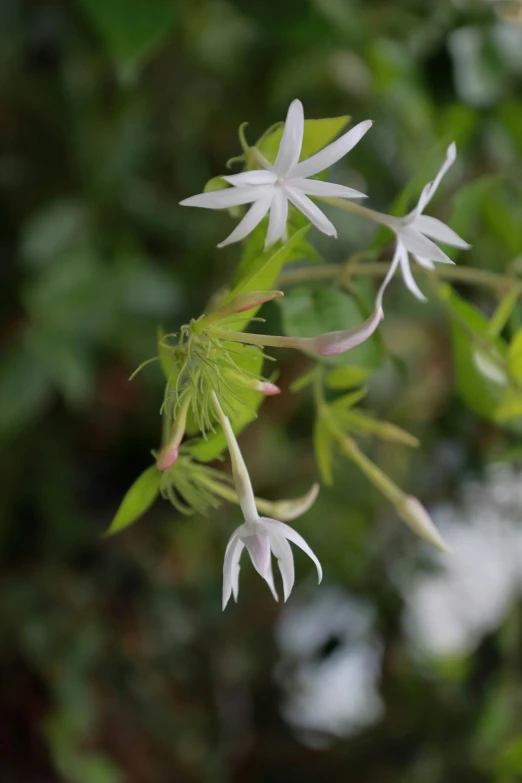 small white flowers are blooming near the leaves