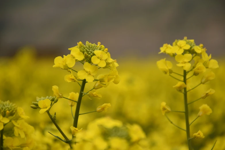 the yellow flowers are blooming in the field