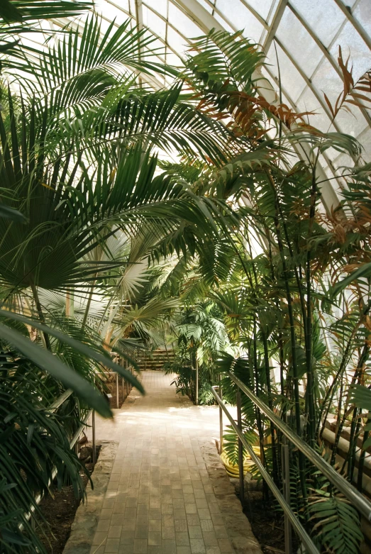 a palm grove inside a glass house at a zoo