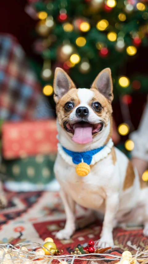 a little dog is happy that he has some presents