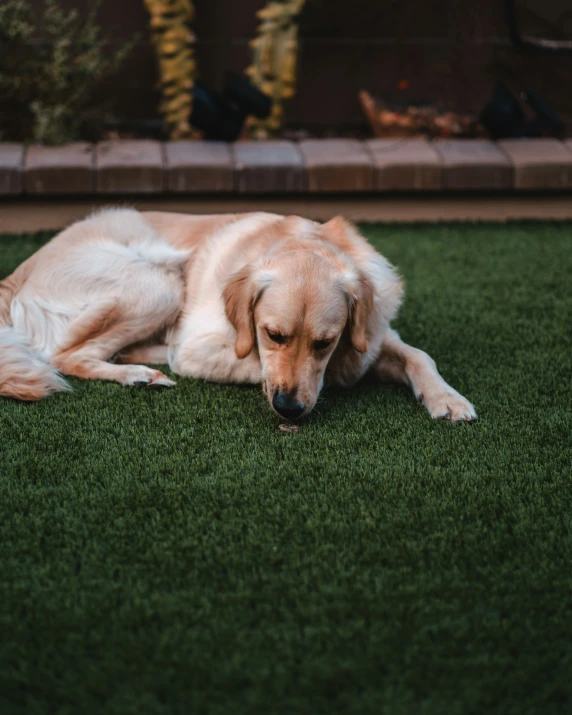 a dog with eyes closed lying in the grass