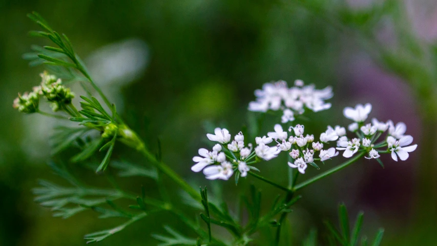 the small flowers are growing on the green plant