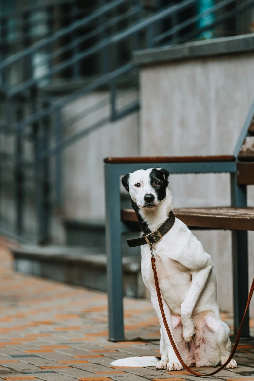 white and black dog sitting on leash next to bench