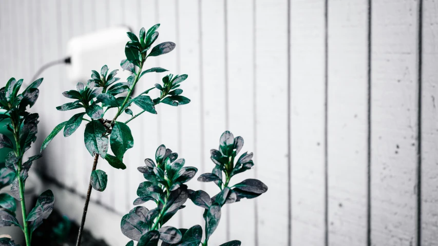 green leaves on a plant against a white building