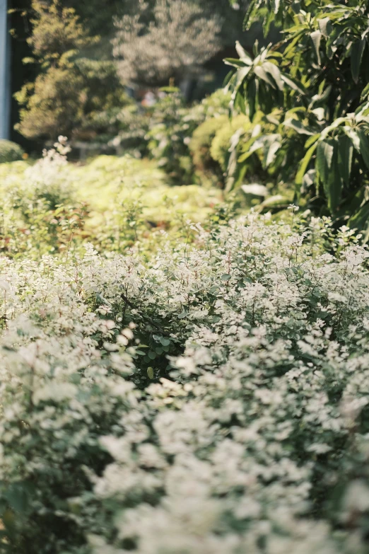 a bunch of different flowers sitting in a field