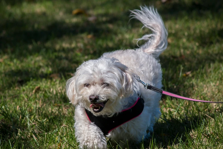 a small white dog in a pink harness walking on grass