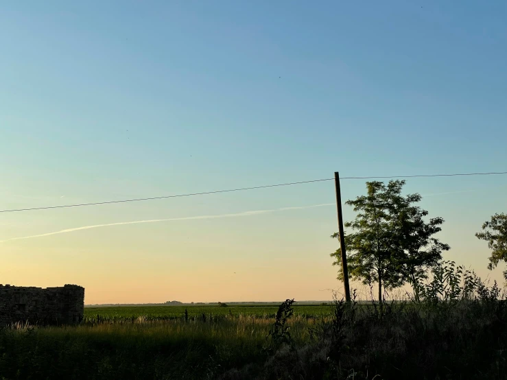 an electric pole near a tree and grass