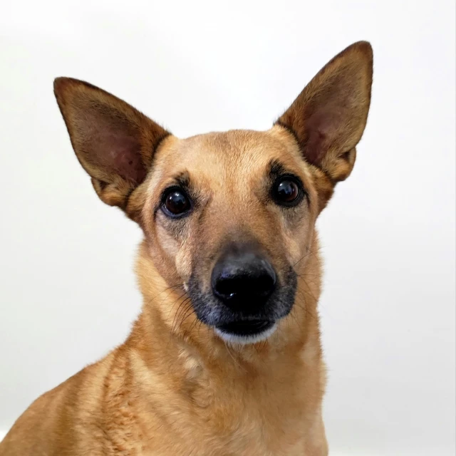 a dog poses for a pograph in front of a white background