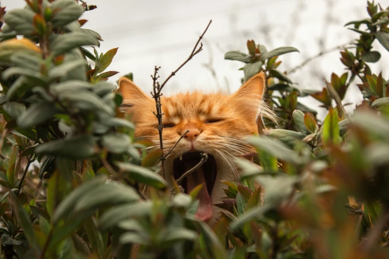 an orange cat is in a field with green leaves