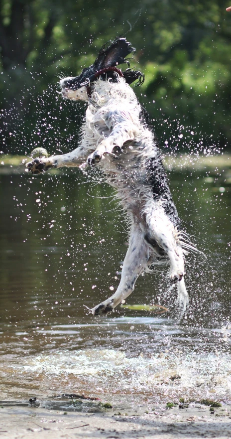 a dog leaps in the water to catch a ball