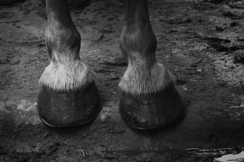 black and white po of horse legs standing in mud