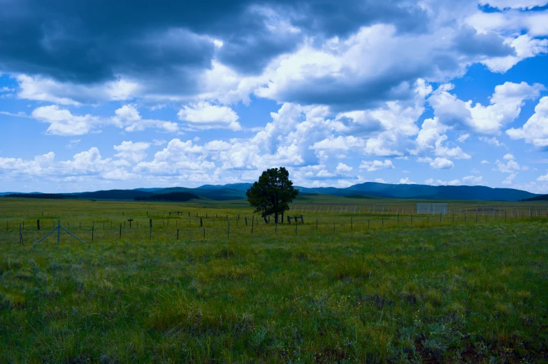 a tree sits in the middle of an open field